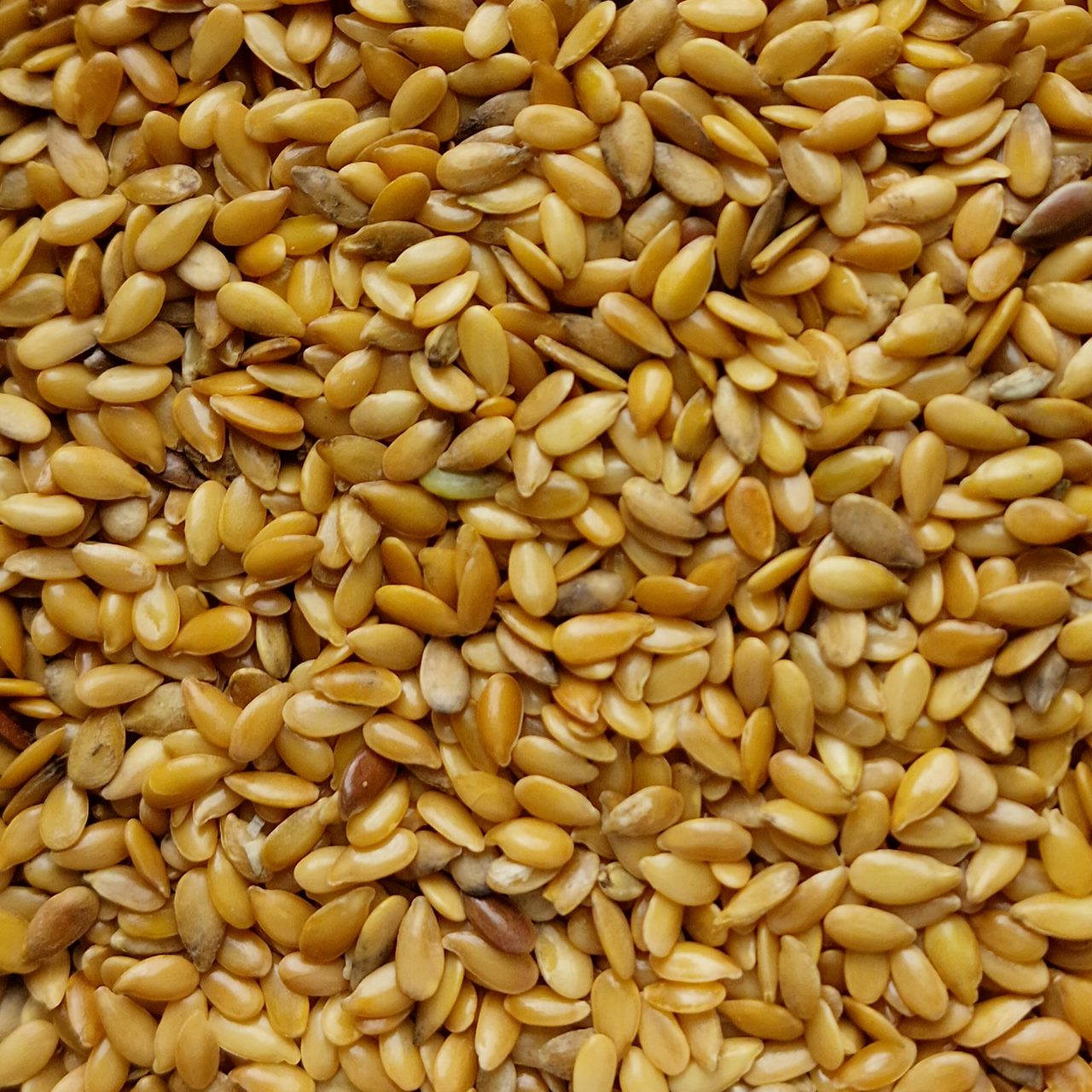 Organic Golden Linseed (10g)