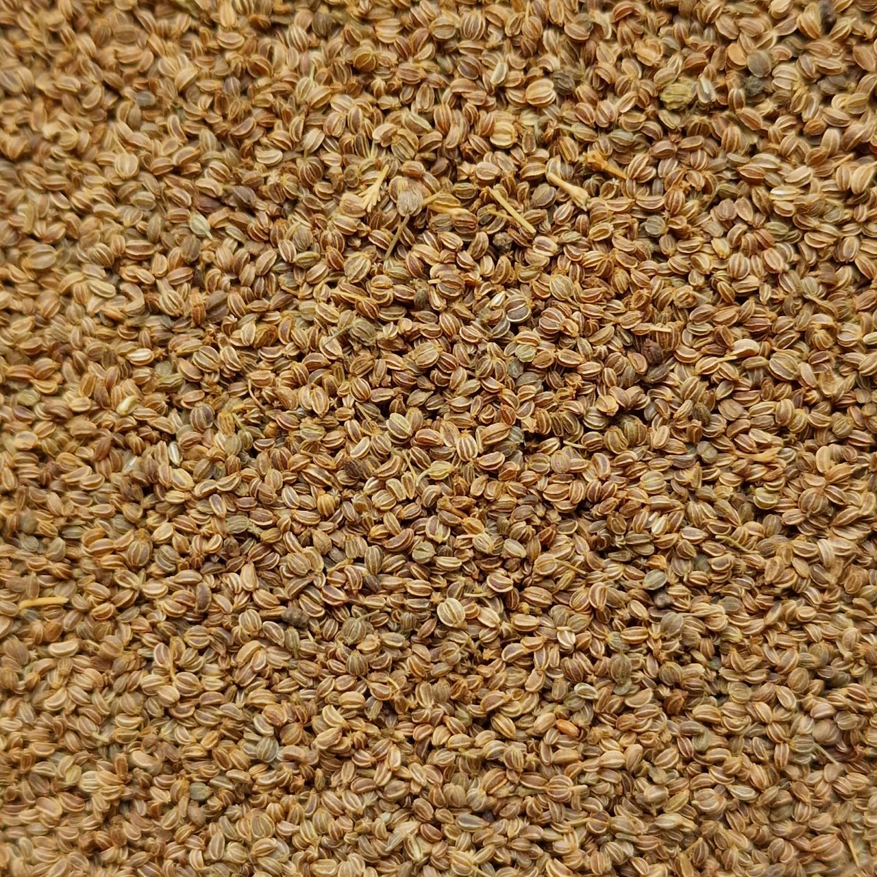 Celery Seeds (10g)