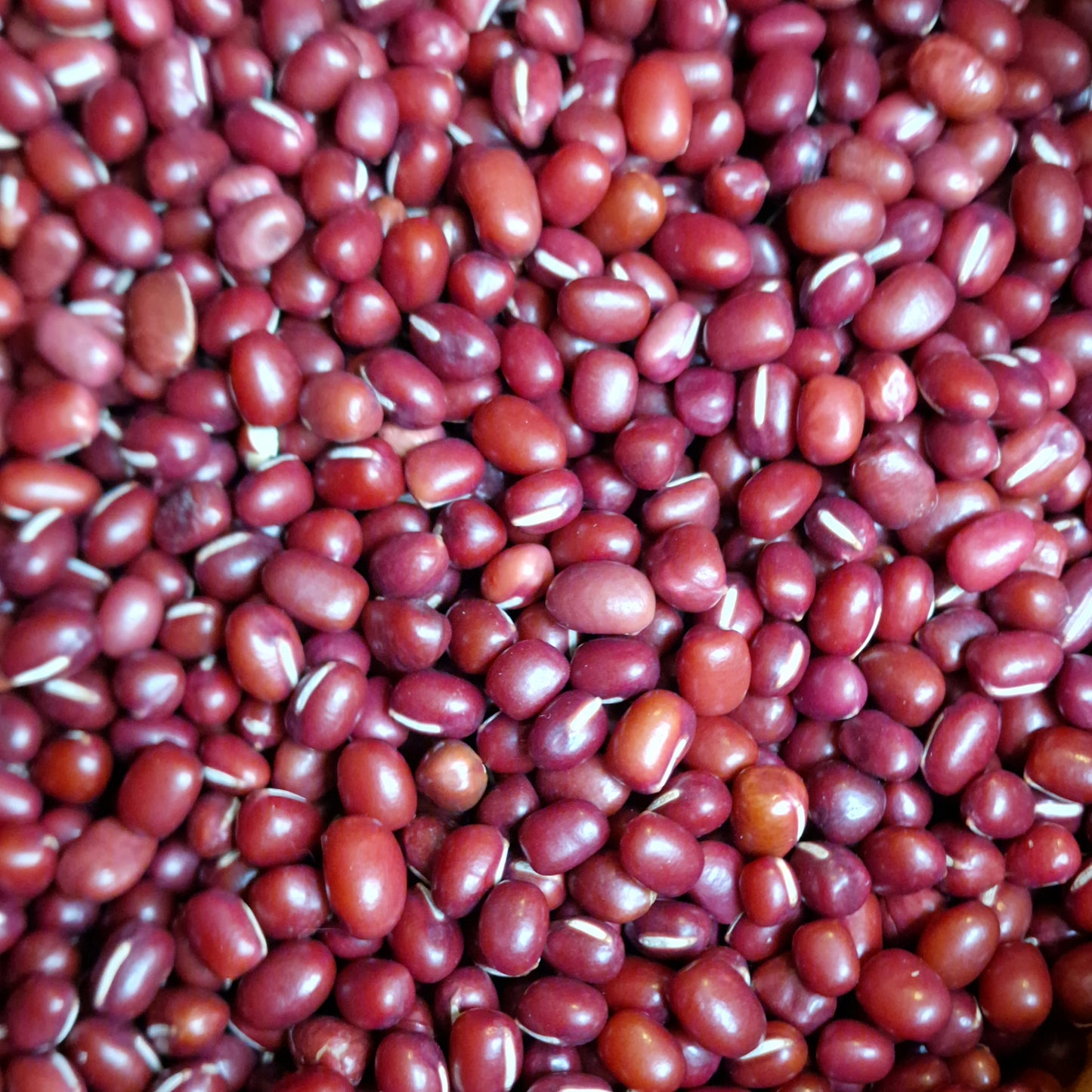 Organic Aduki Beans (100g)