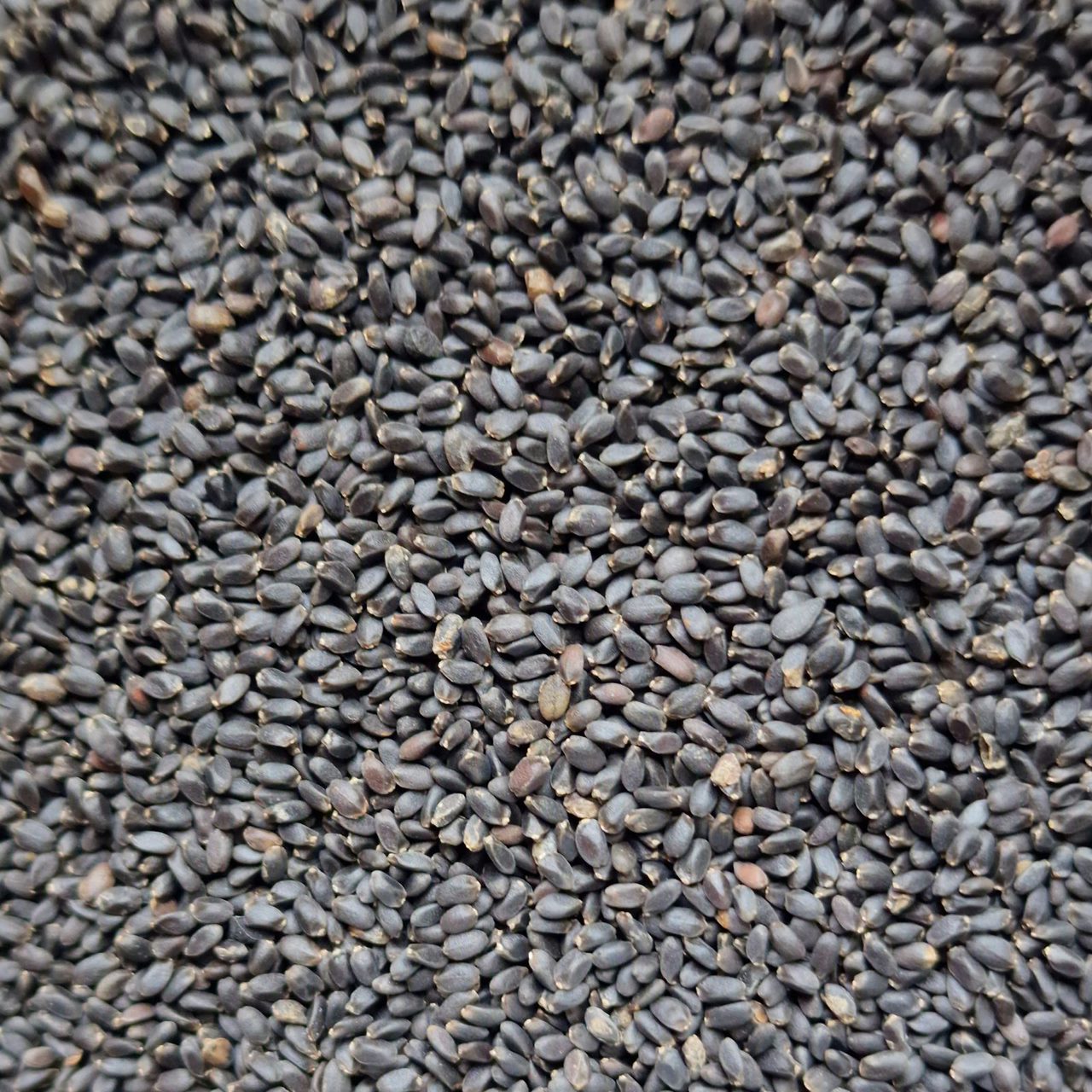 Basil Seeds (10g)