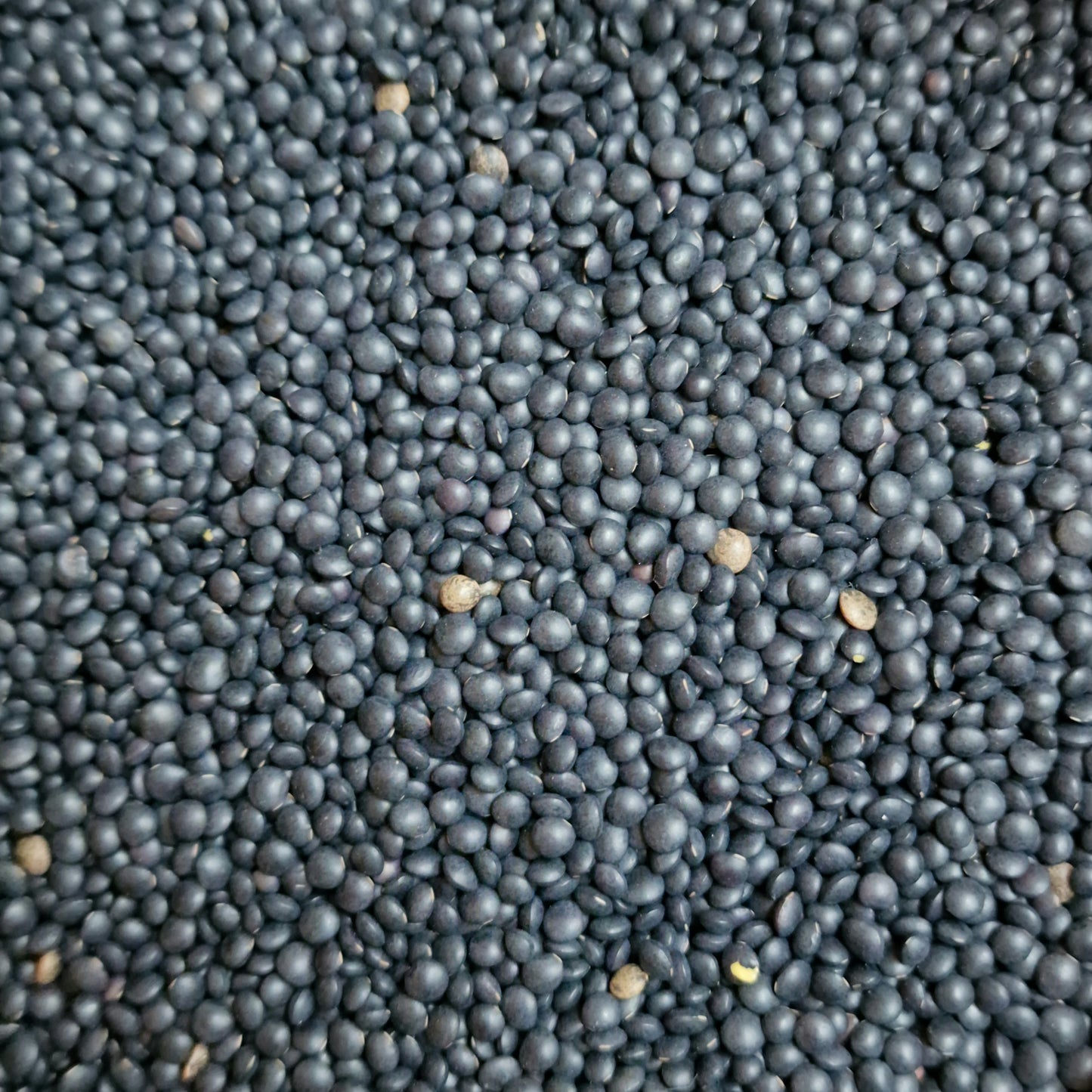 Organic Black Beluga Lentils (100g)