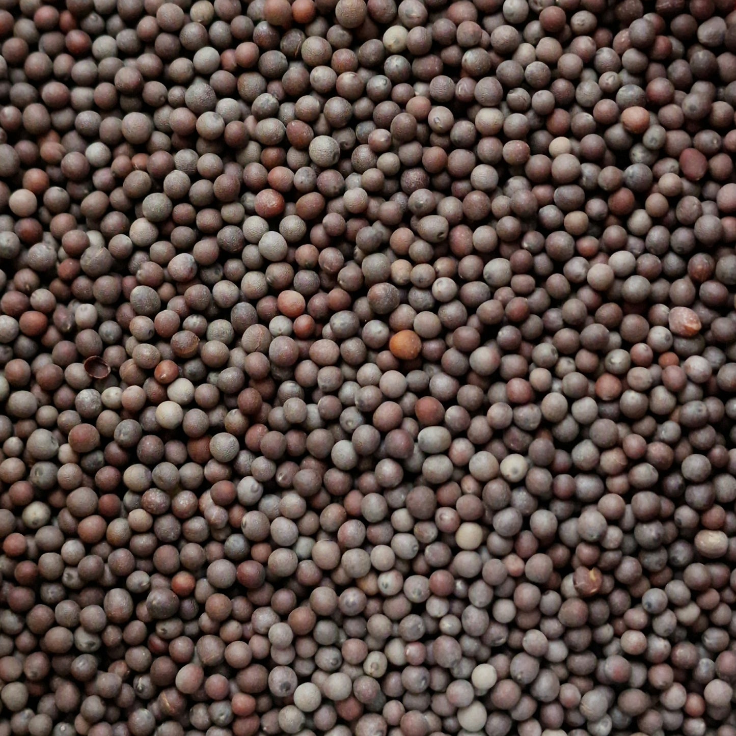 Black Mustard Seeds (10g)