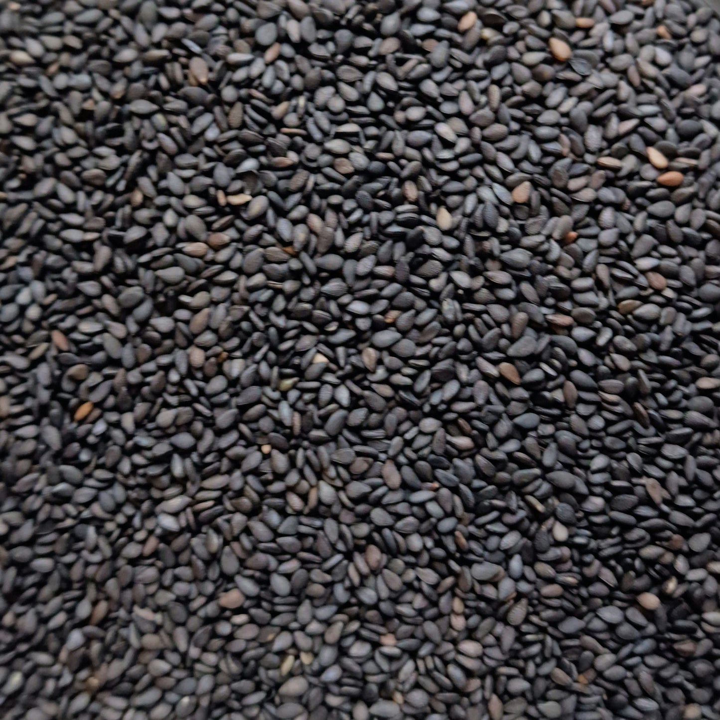 Organic Black Sesame Seeds (10g)
