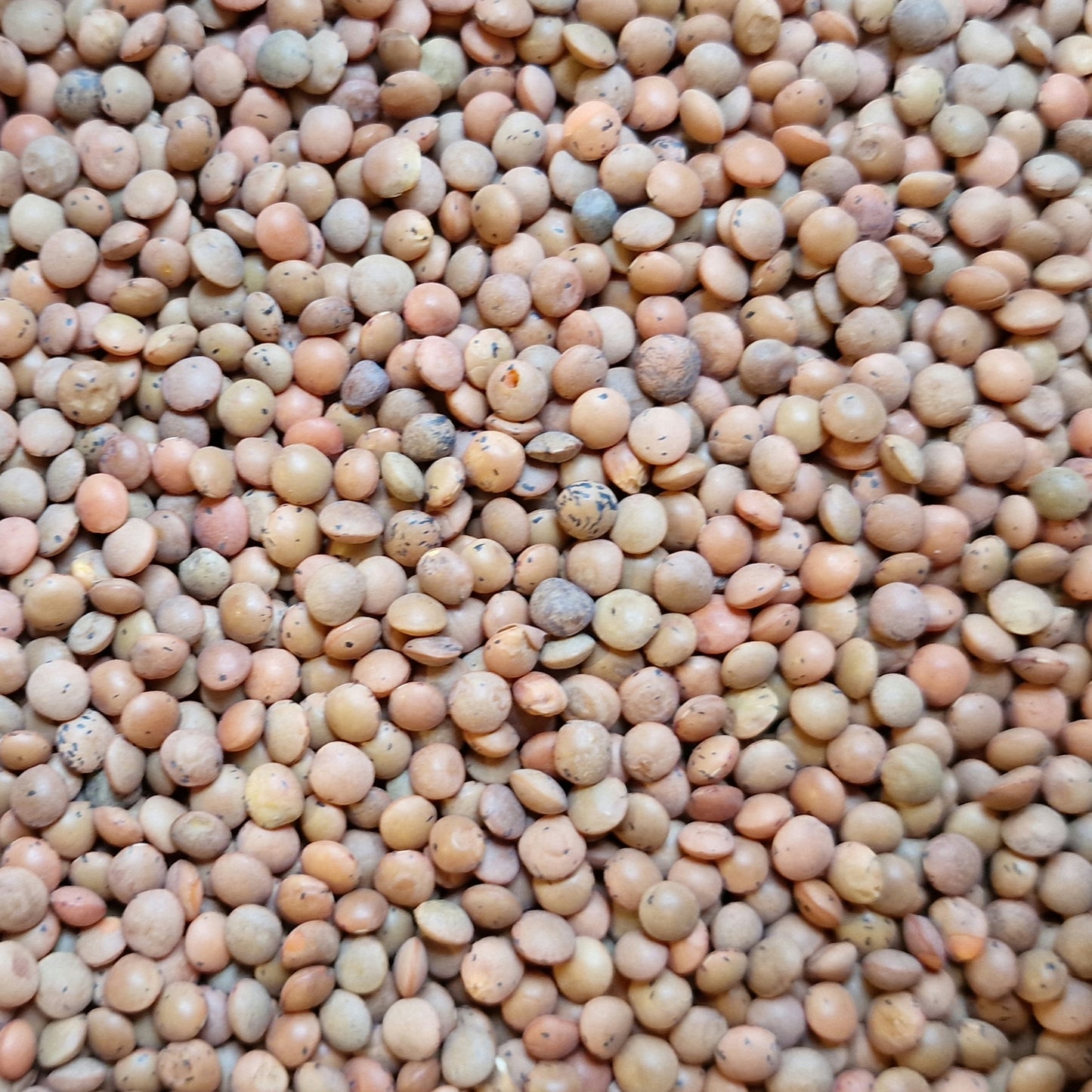Brown Lentils (100g)
