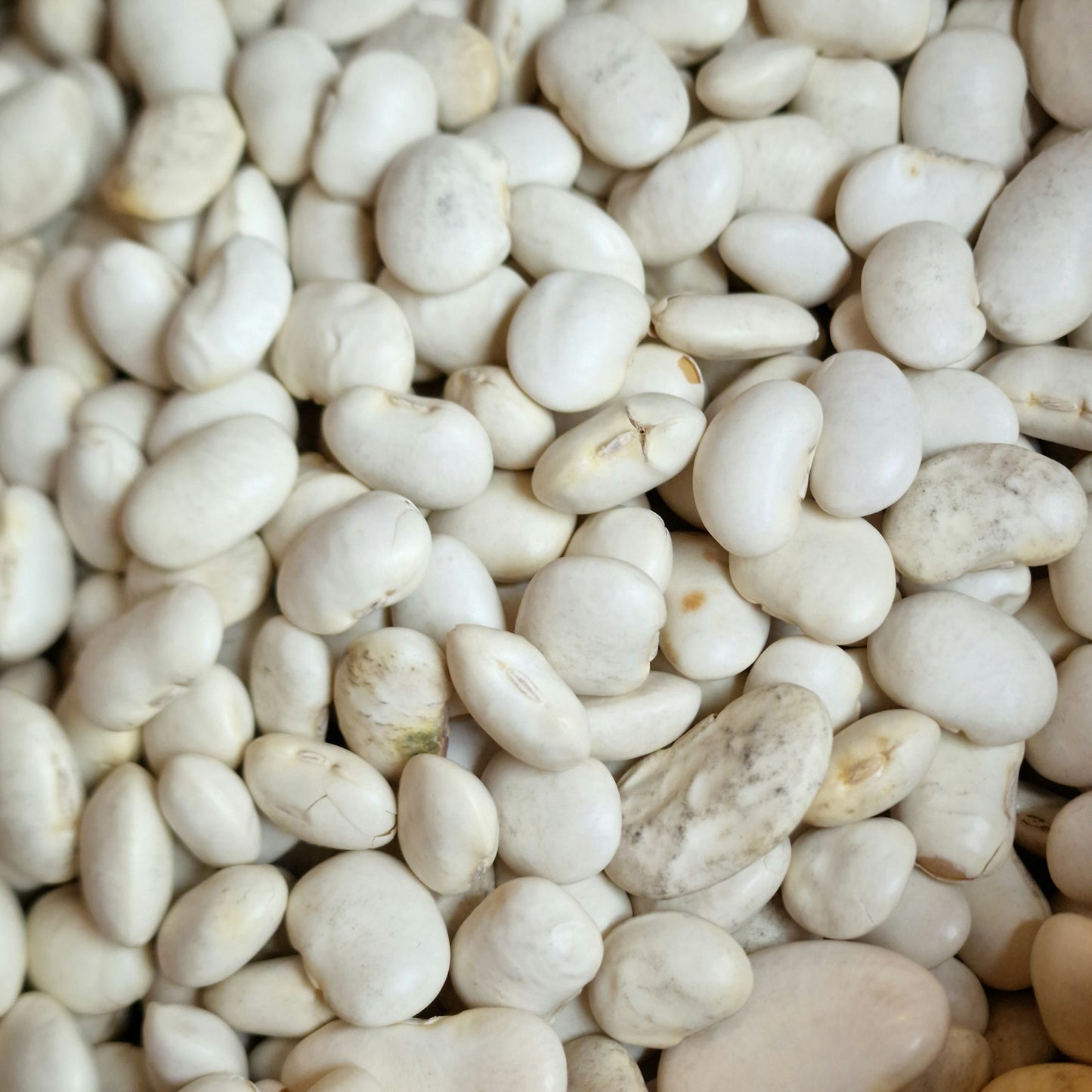 Dried Butter Beans (100g)