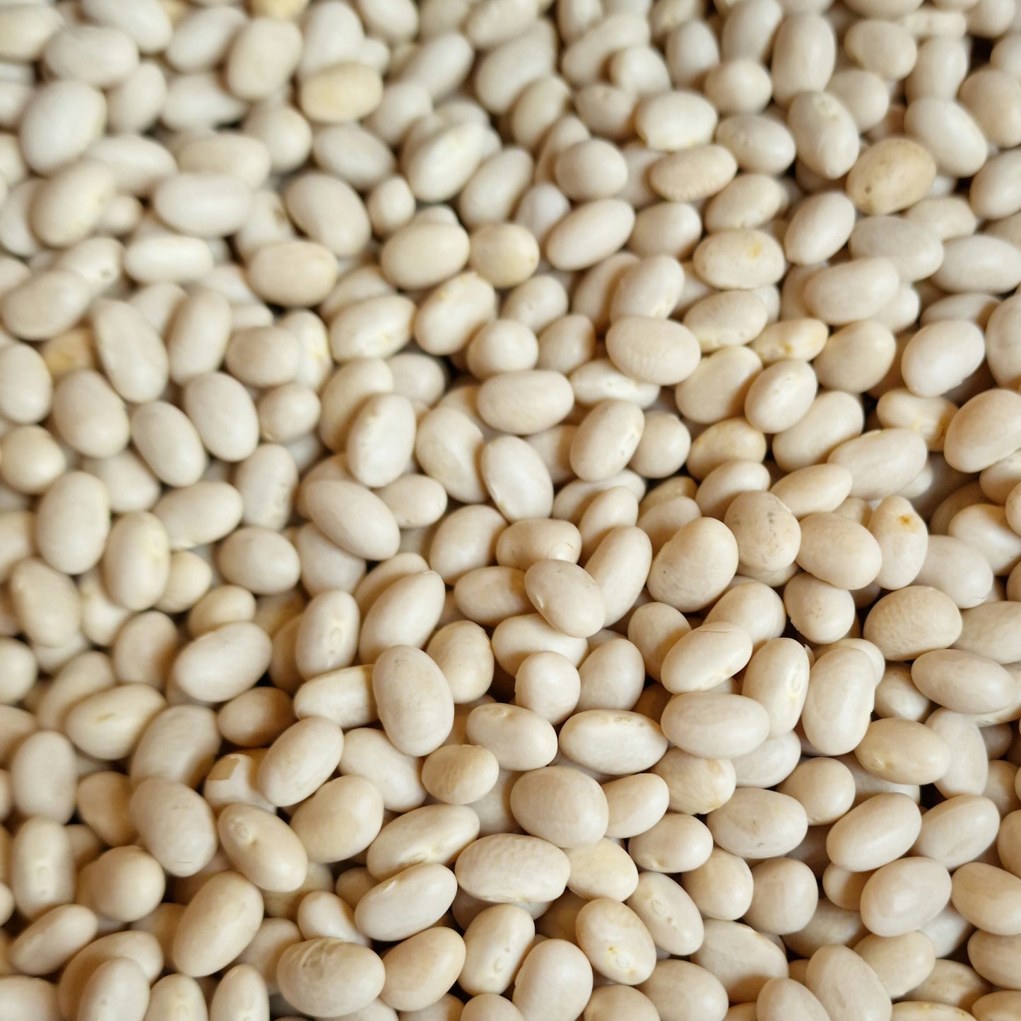 Cannellini Beans (100g)