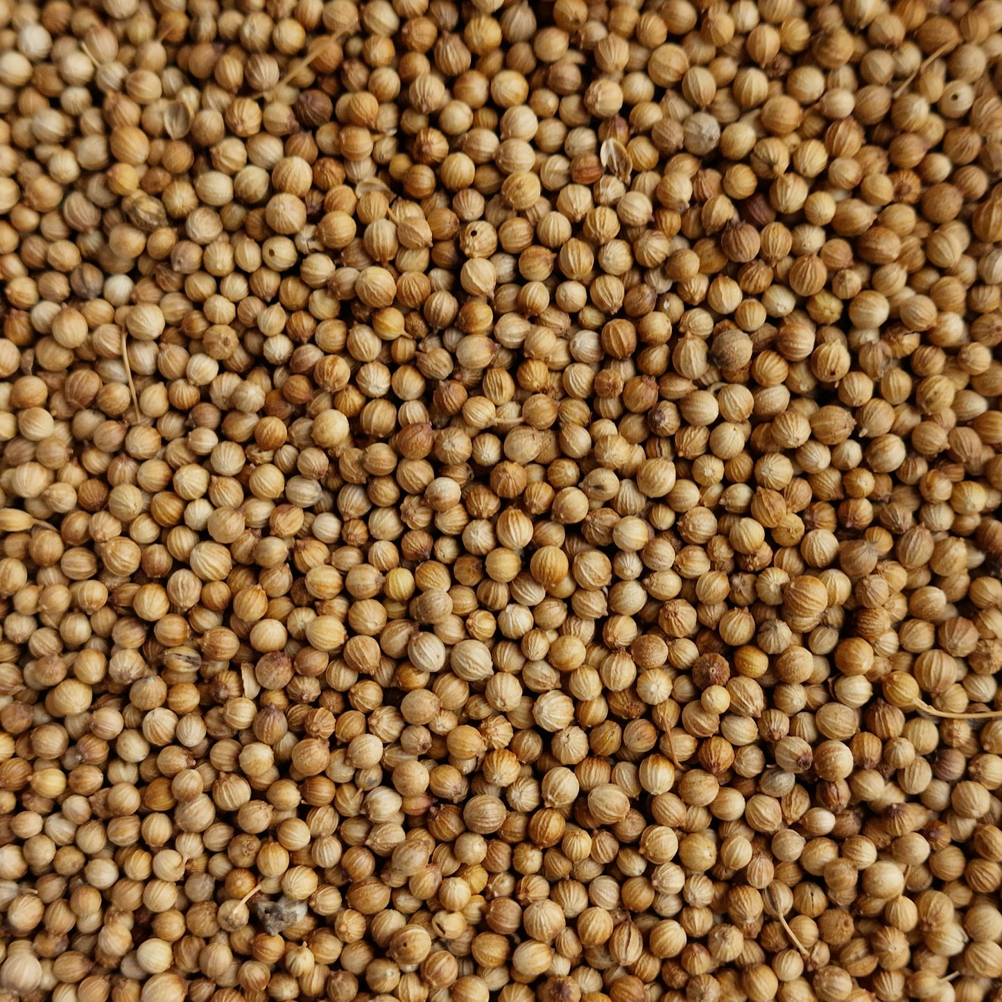 Coriander Seeds (10g)