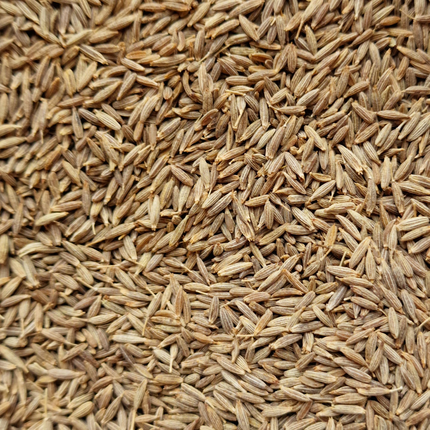 Cumin Seeds (10g)