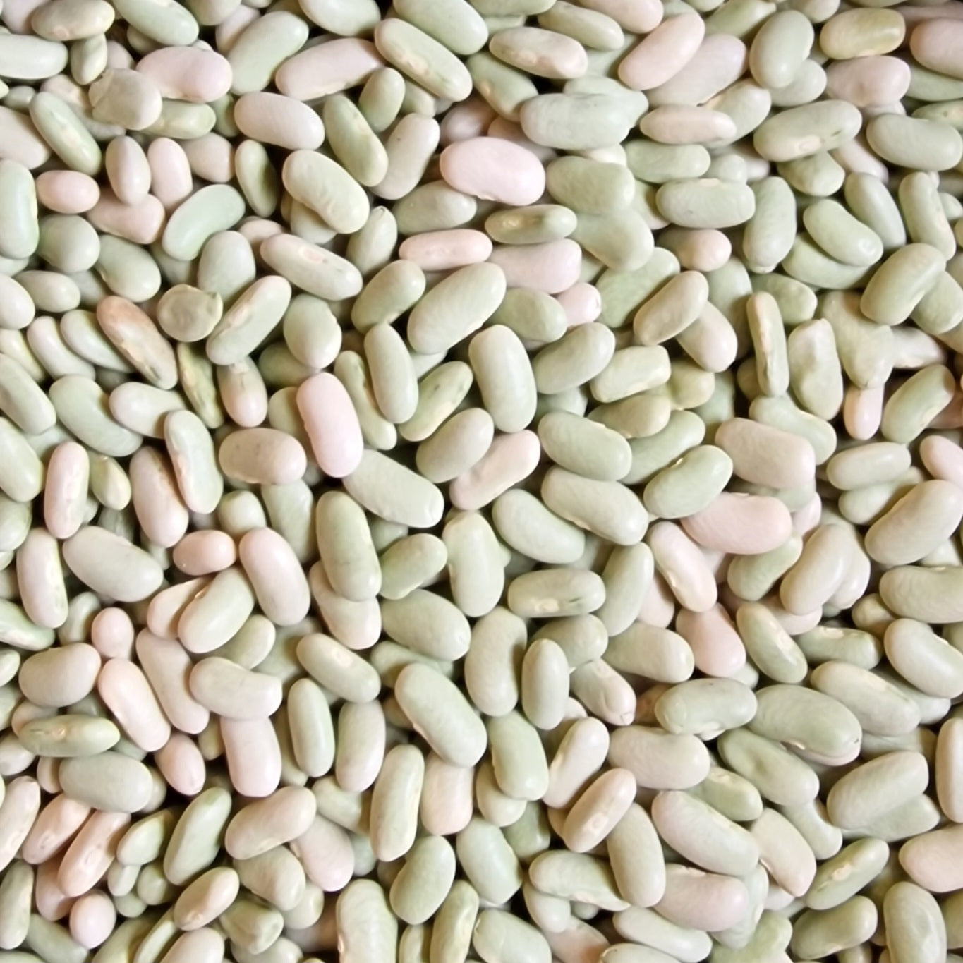 Dried Flageolet Beans (100g)