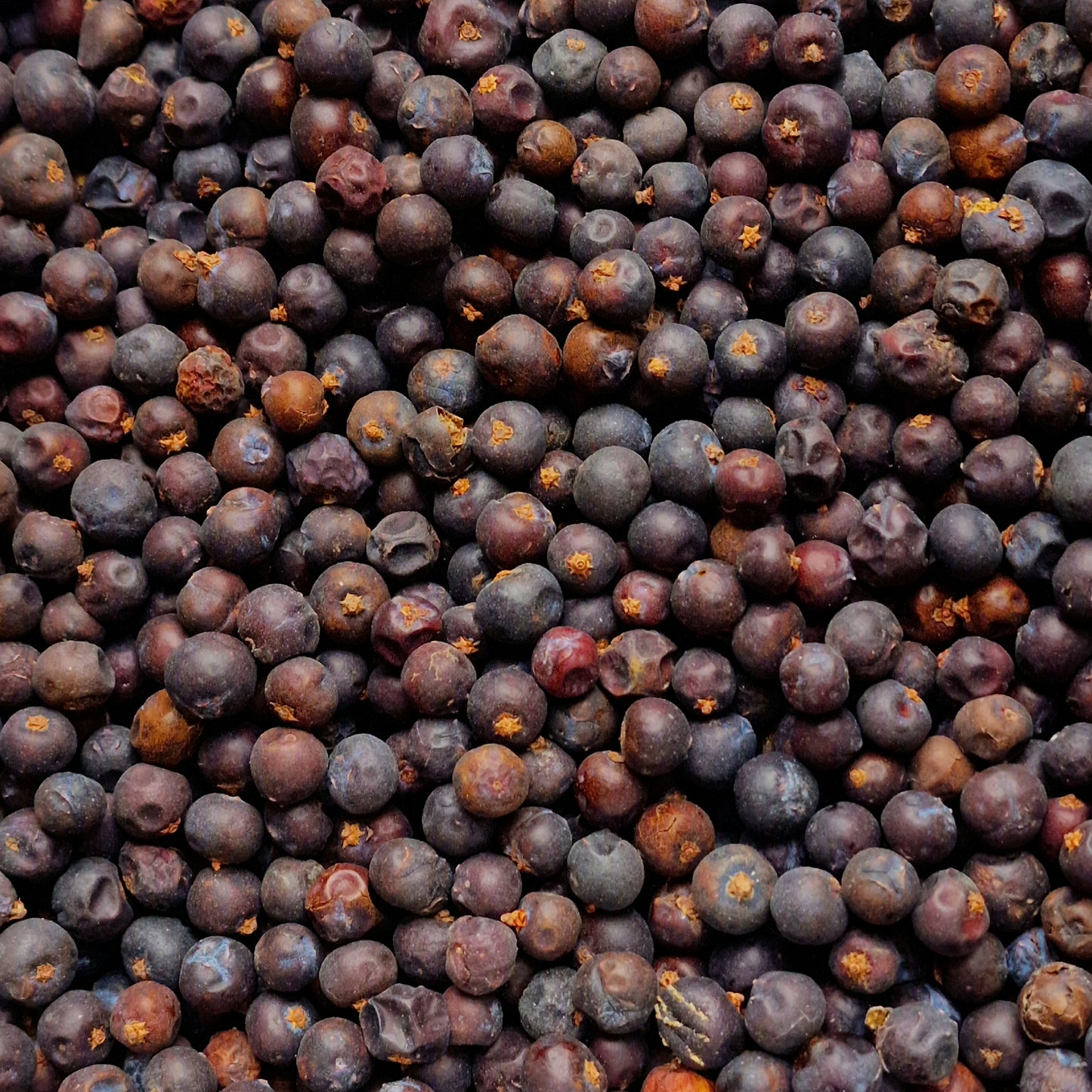 Juniper Berries (10g)