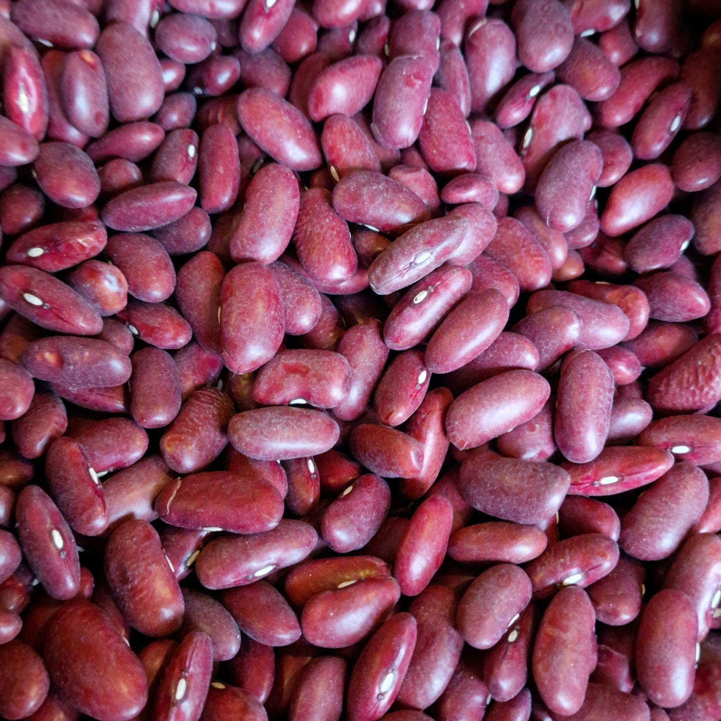 Dried Kidney Beans (100g)