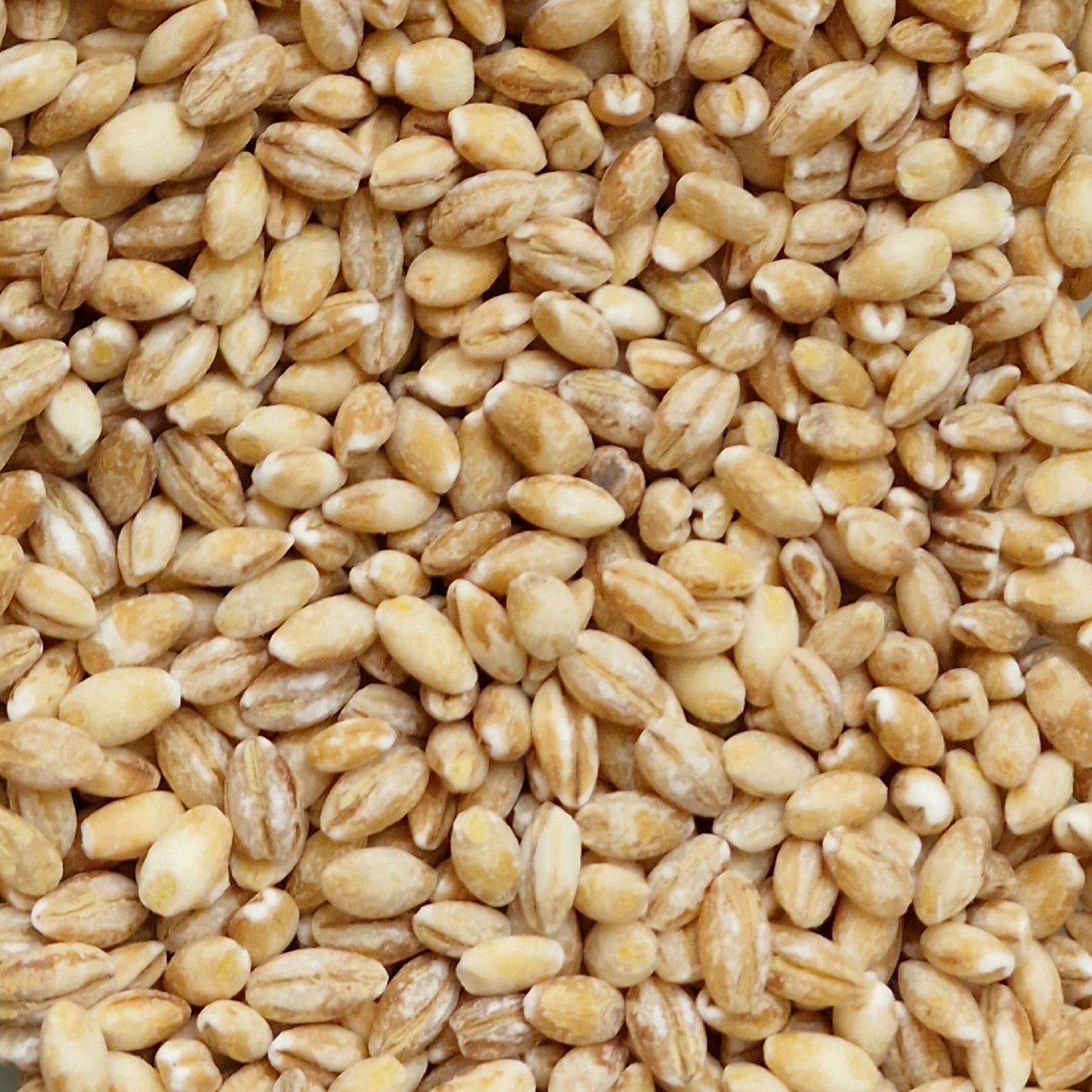 Pearl Barley (100g)