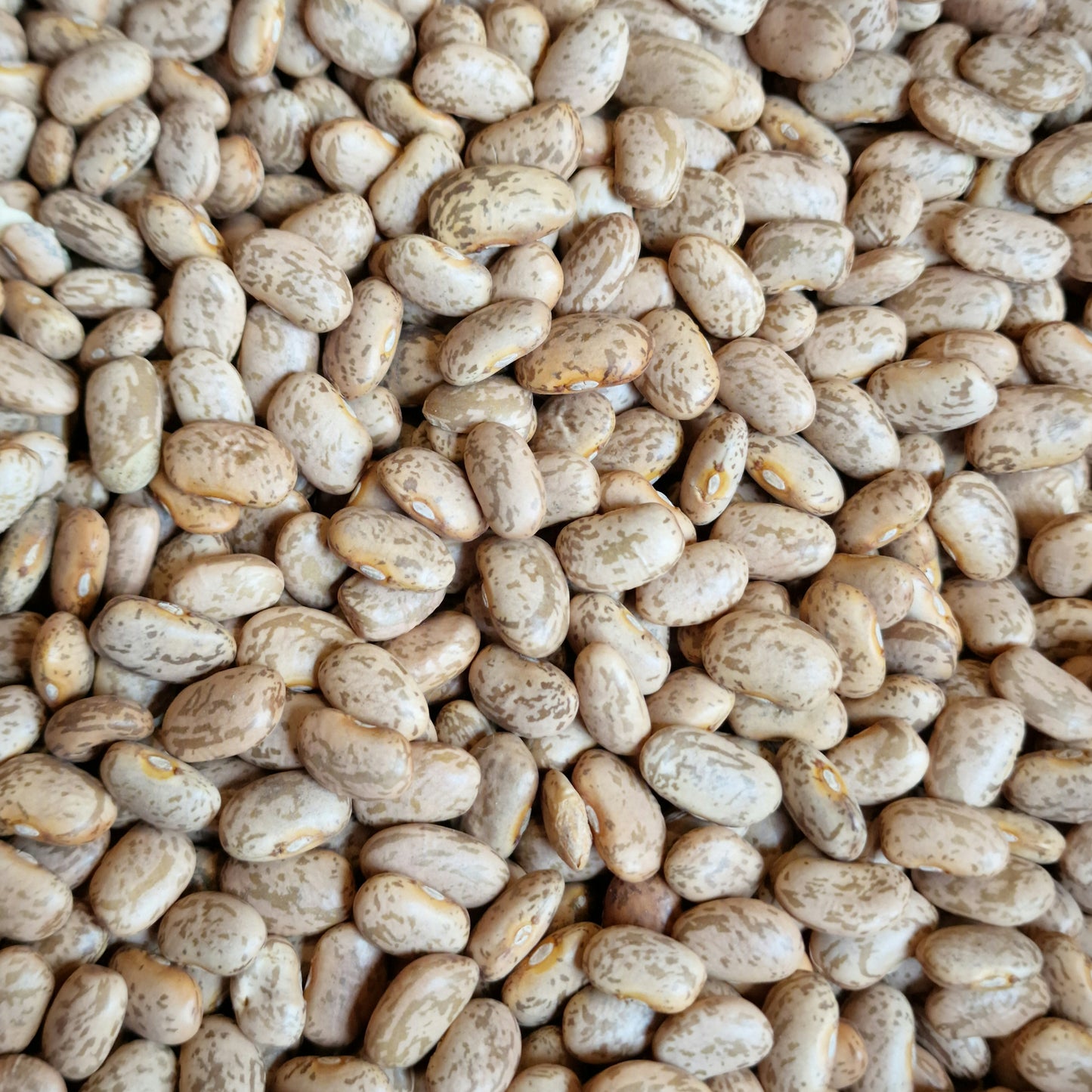 Dried Pinto Beans (100g)