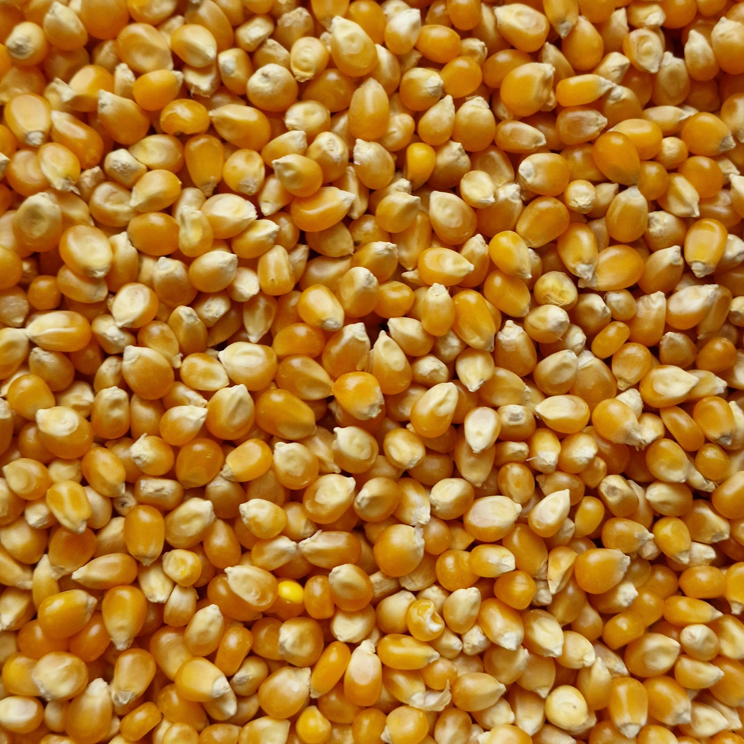 Popping Corn (100g)