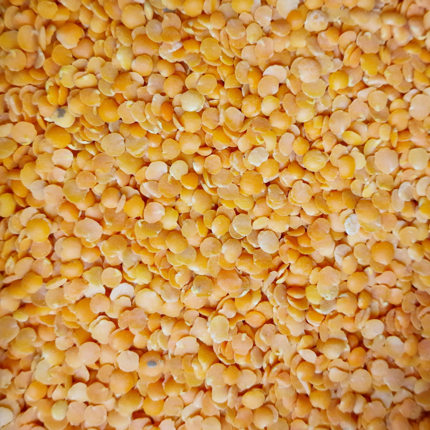 Red Lentils (100g)