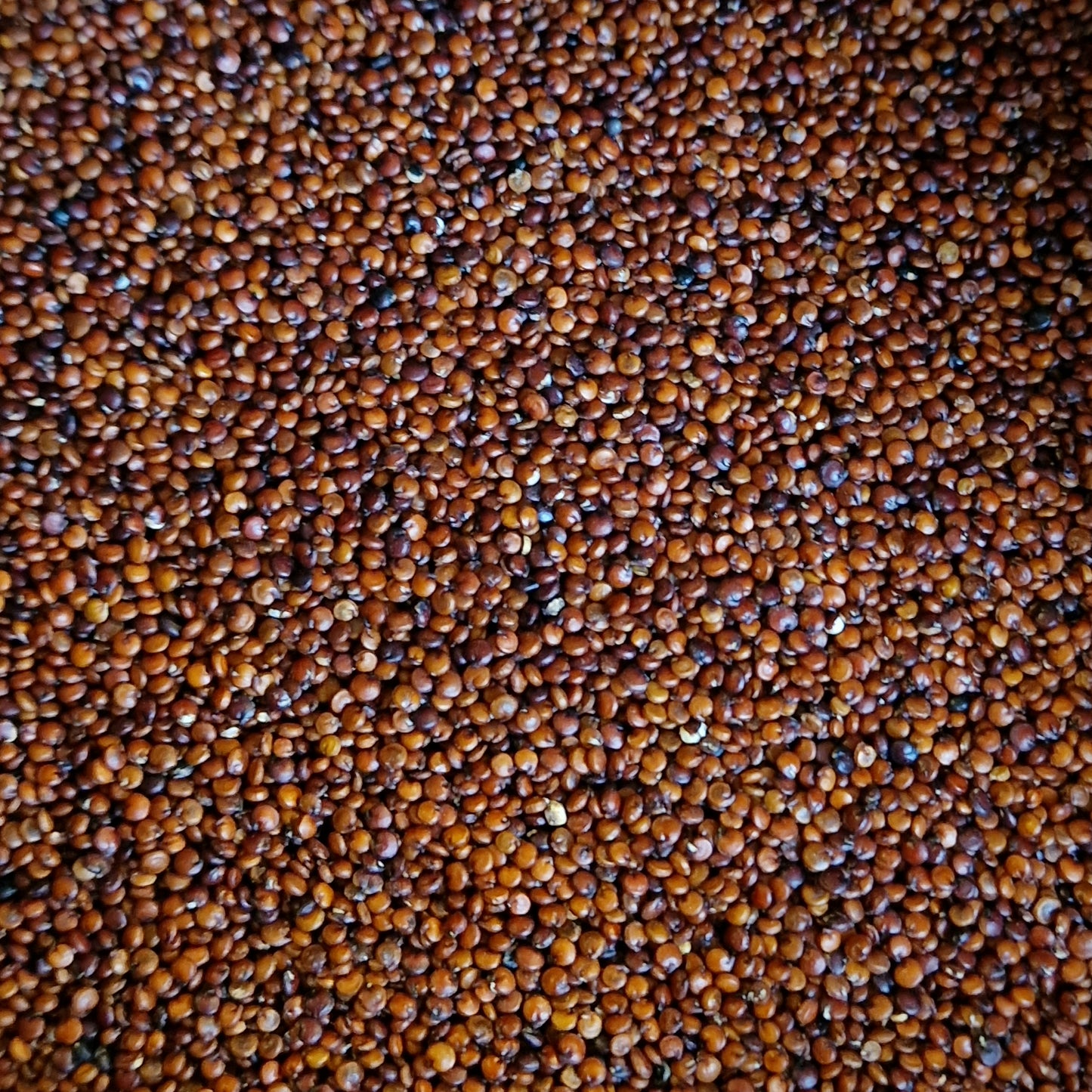 Organic Red Quinoa (100g)