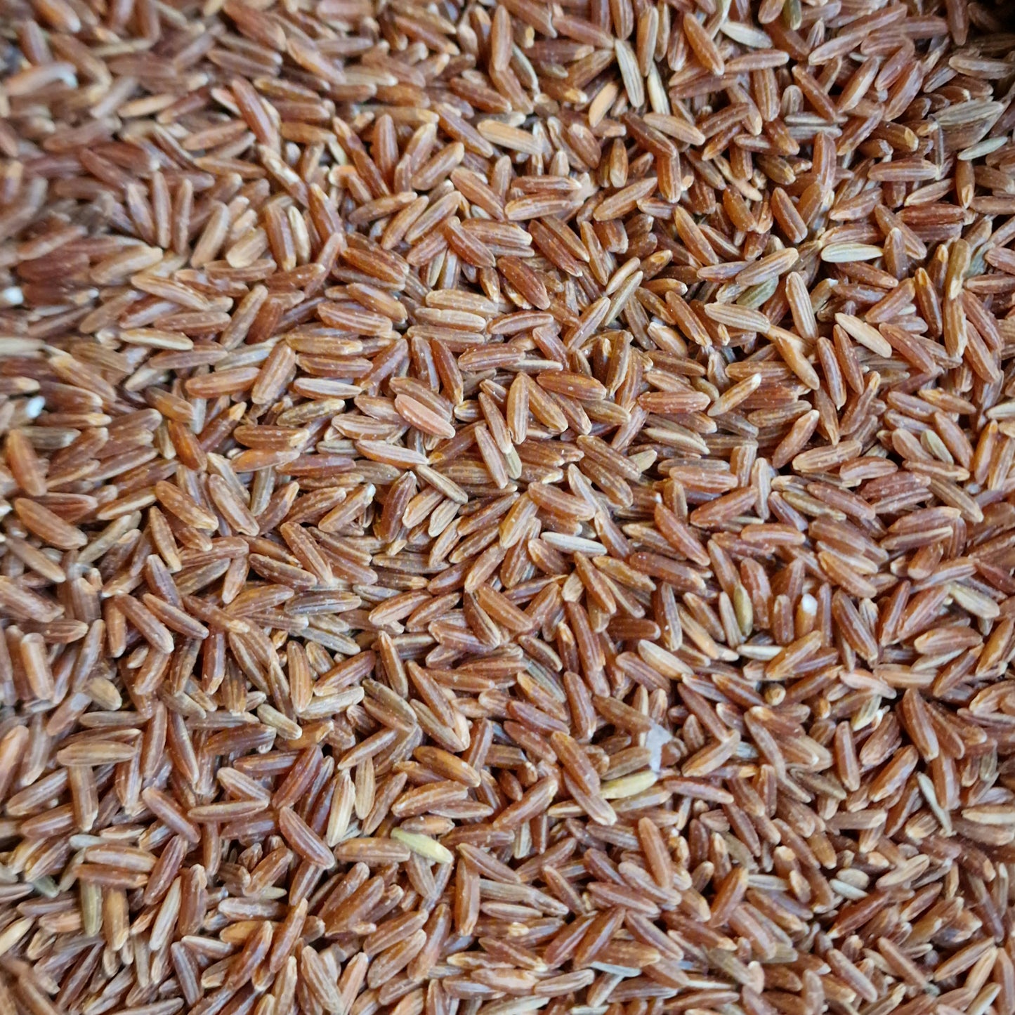 Organic Red Rice Camargue (100g)