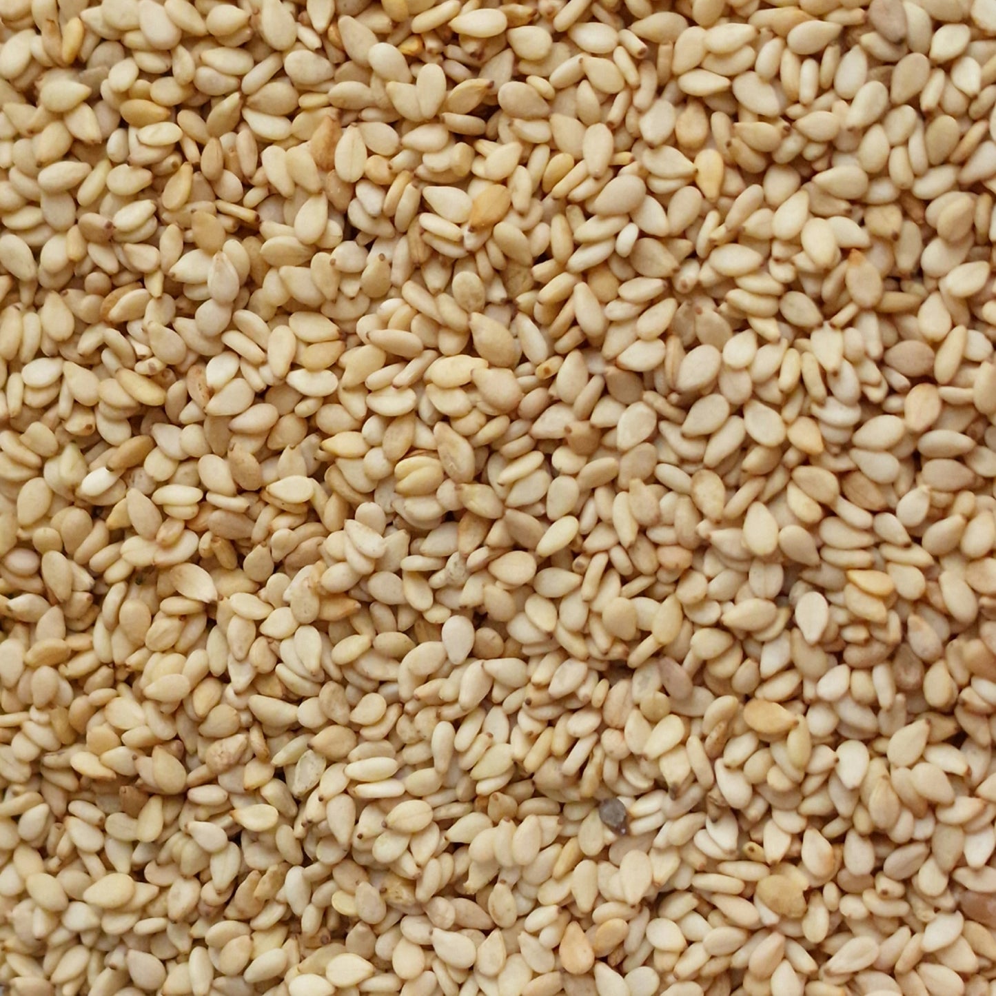 Organic Sesame Seeds (10g)