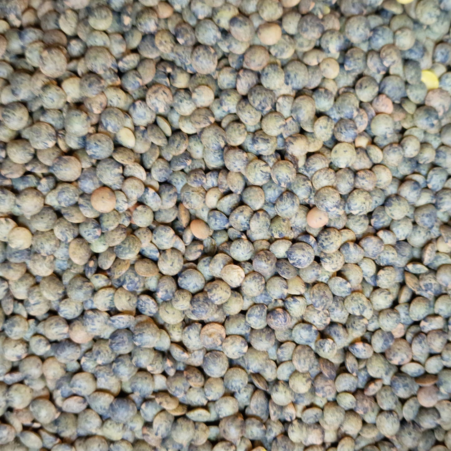 Dark Speckled Lentils (100g)
