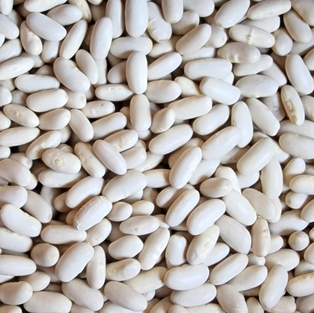 Dried Haricot Beans (100g)