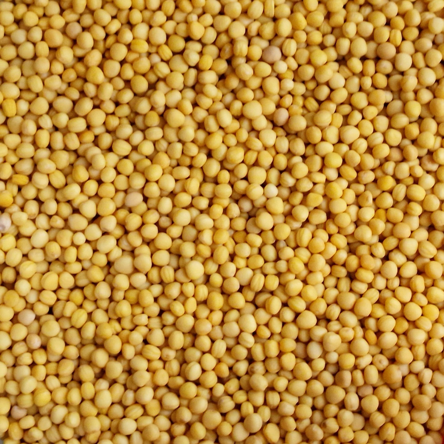 Yellow Mustard Seeds (10g)
