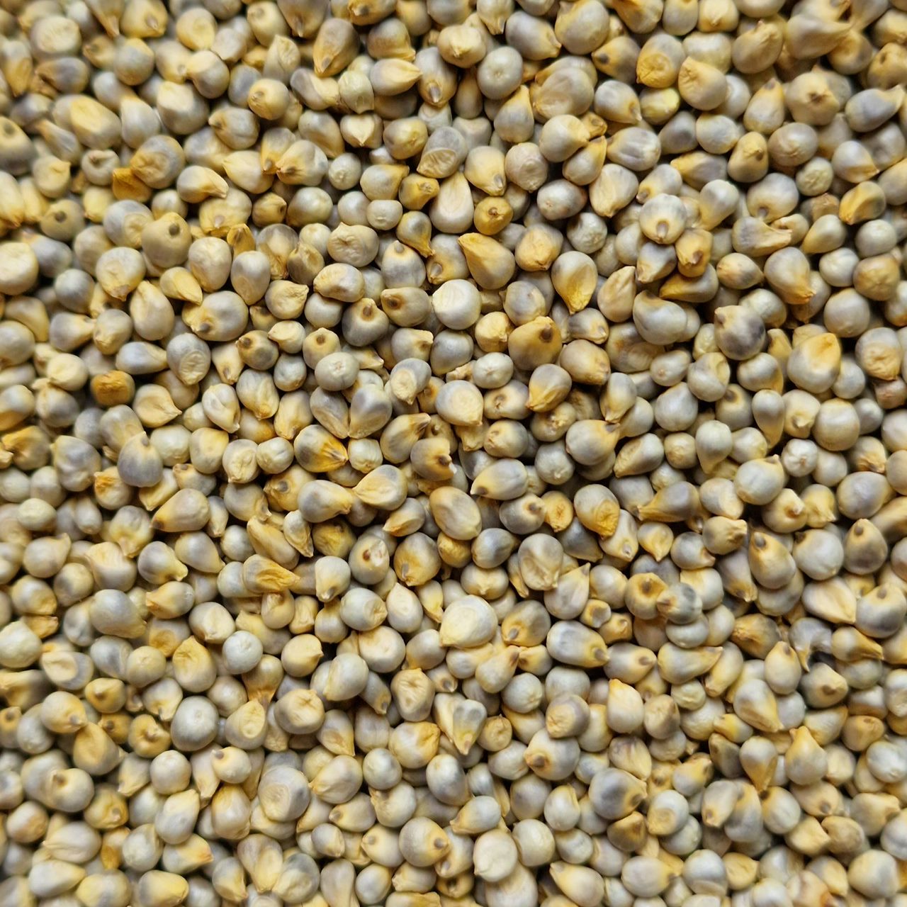 Whole Millet (100g)